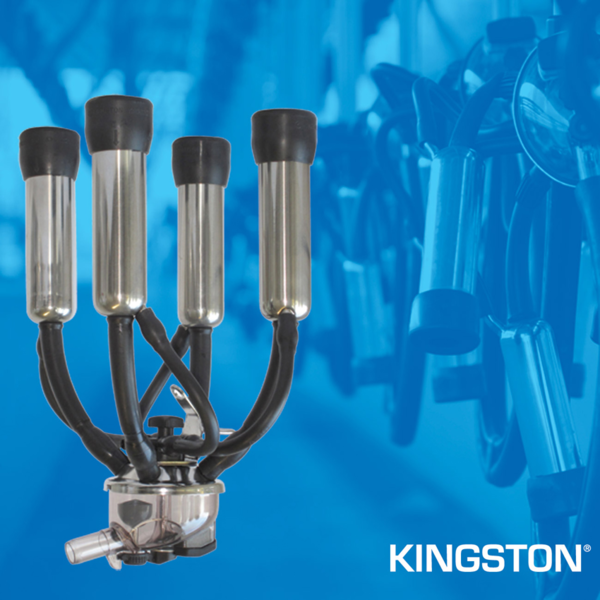 kingston.jpg